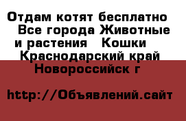 Отдам котят бесплатно  - Все города Животные и растения » Кошки   . Краснодарский край,Новороссийск г.